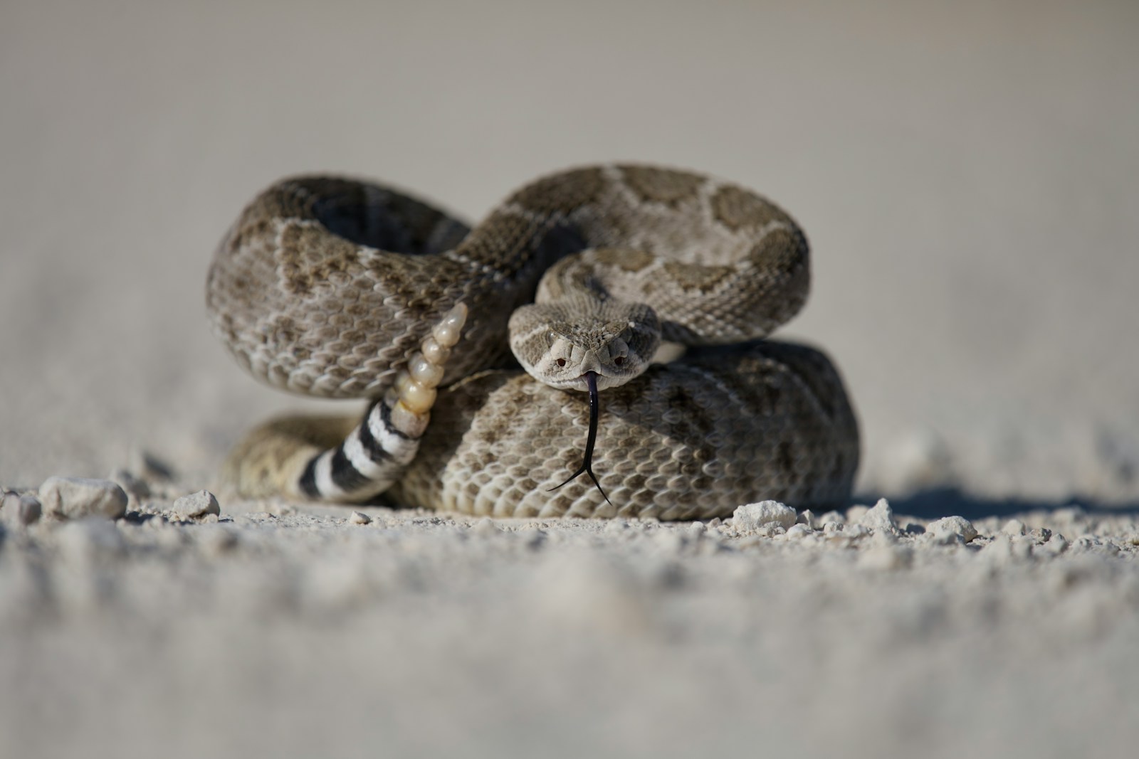 taiki-ishikawa-w6EMxsk8CDA-unsplash brown and black snake on white sand