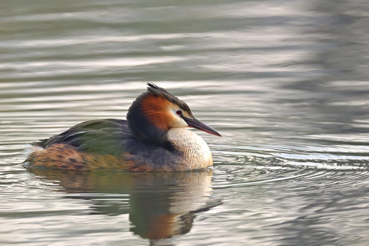 Alaotra Grebe