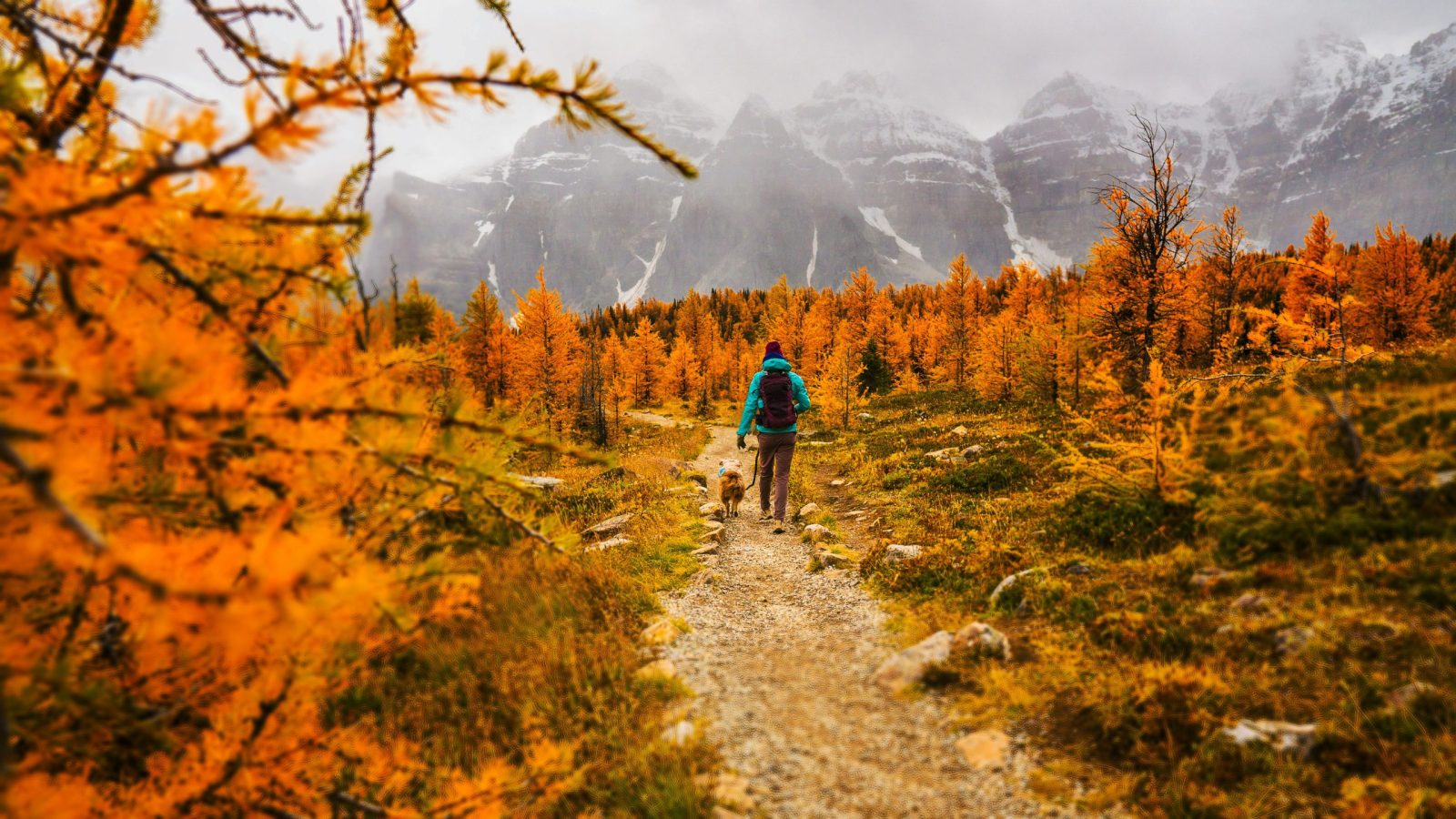 A person walking a dog along a scenic trail framed by golden larches in the Canadian Rockies.