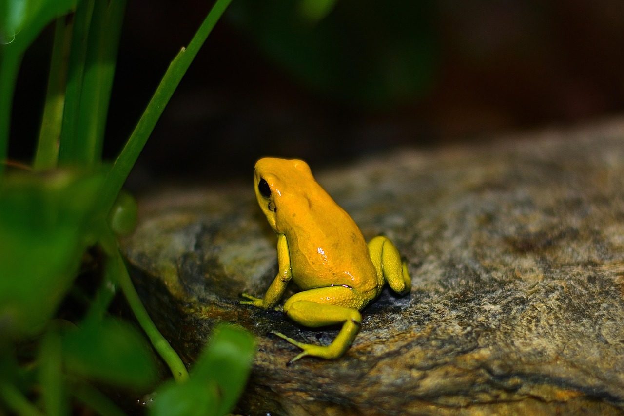 Splendid Poison Frog