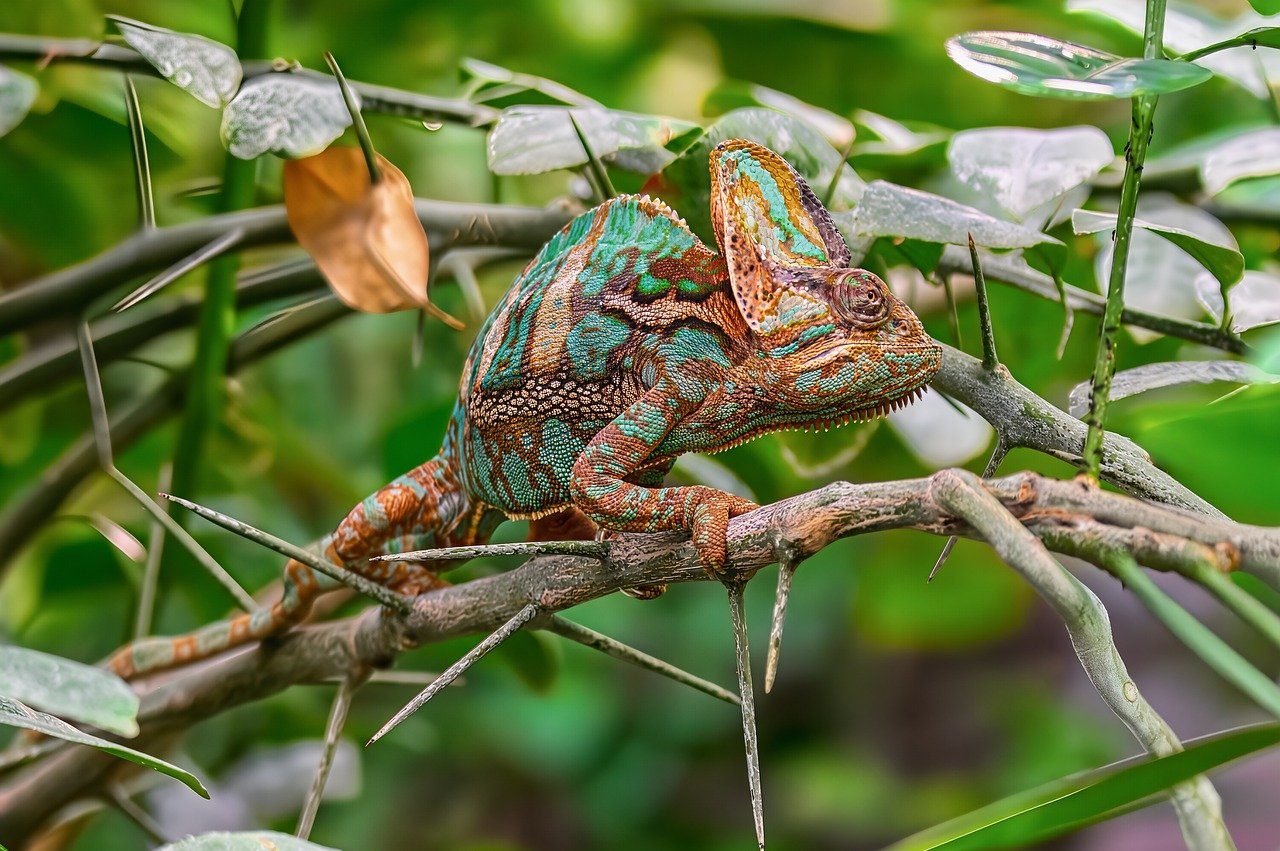 chameleon, reptile, animal photography, jungle, wilderness, exotic, reptiles, wildlife, animal, close up, nature, species, creature, green