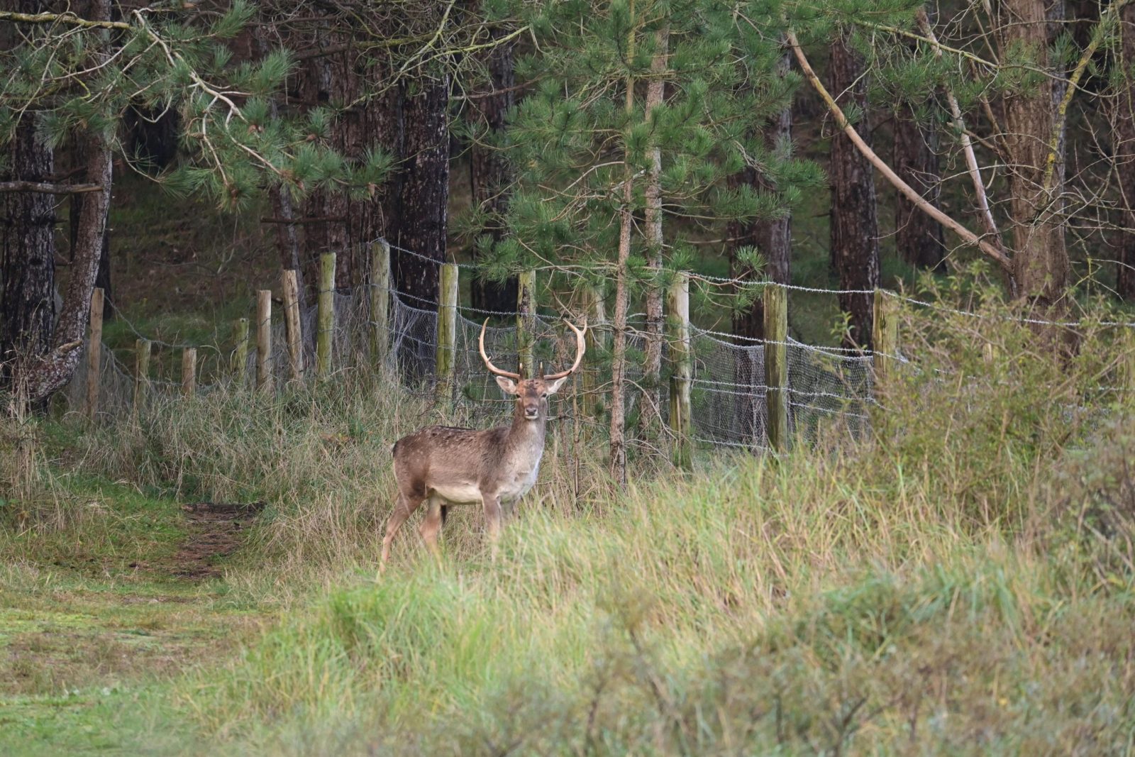 A beautiful stag stands in a forest clearing, caught in a wild yet serene moment.