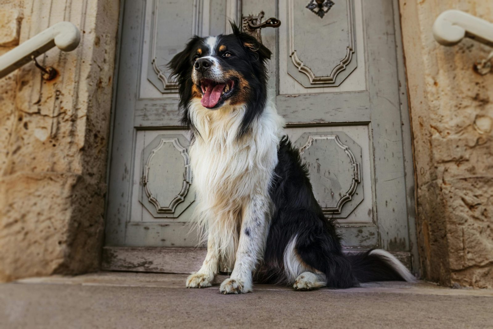 Charming Australian Shepherd sitting on steps, displaying joyful expression.