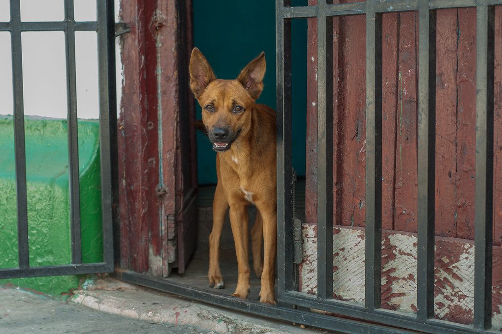 Dog guarding the door of his house