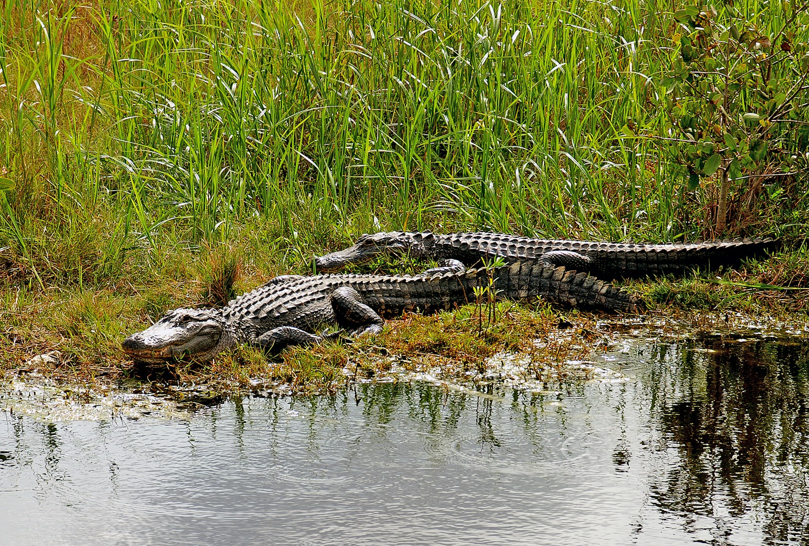 Two alligators rest beside a body of water.