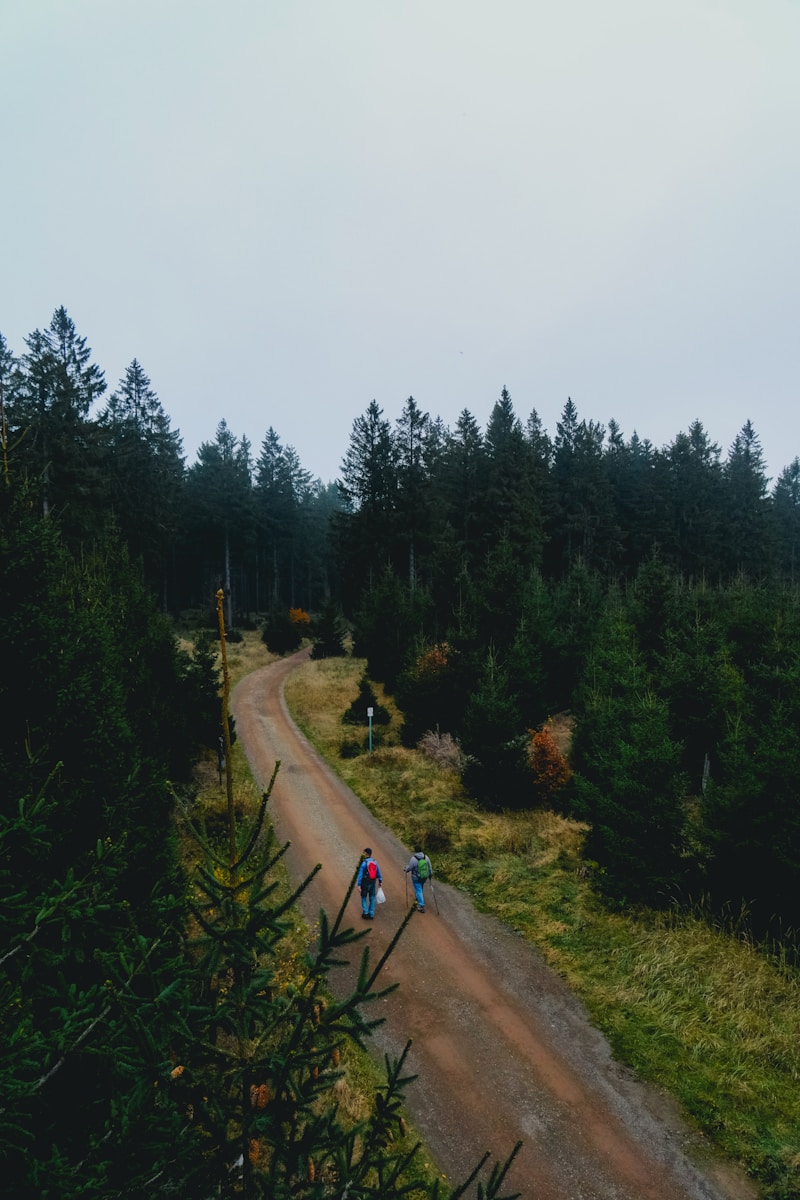 Two people walk on a dirt road through a forest.