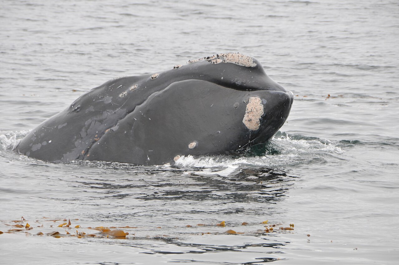 North Pacific Right Whale