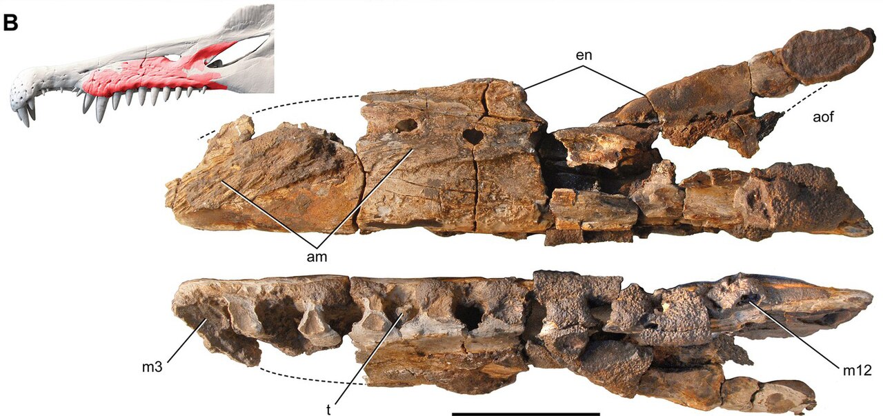 pinosaurus mirabilis holotype right maxilla (MNBH JEN1, then referred to MNBH EGA1) from Égaro North (central Niger) in medial (top) and ventral (bottom) views and shown (red) superposed on the snout of Spinosaurus aegyptiacus.