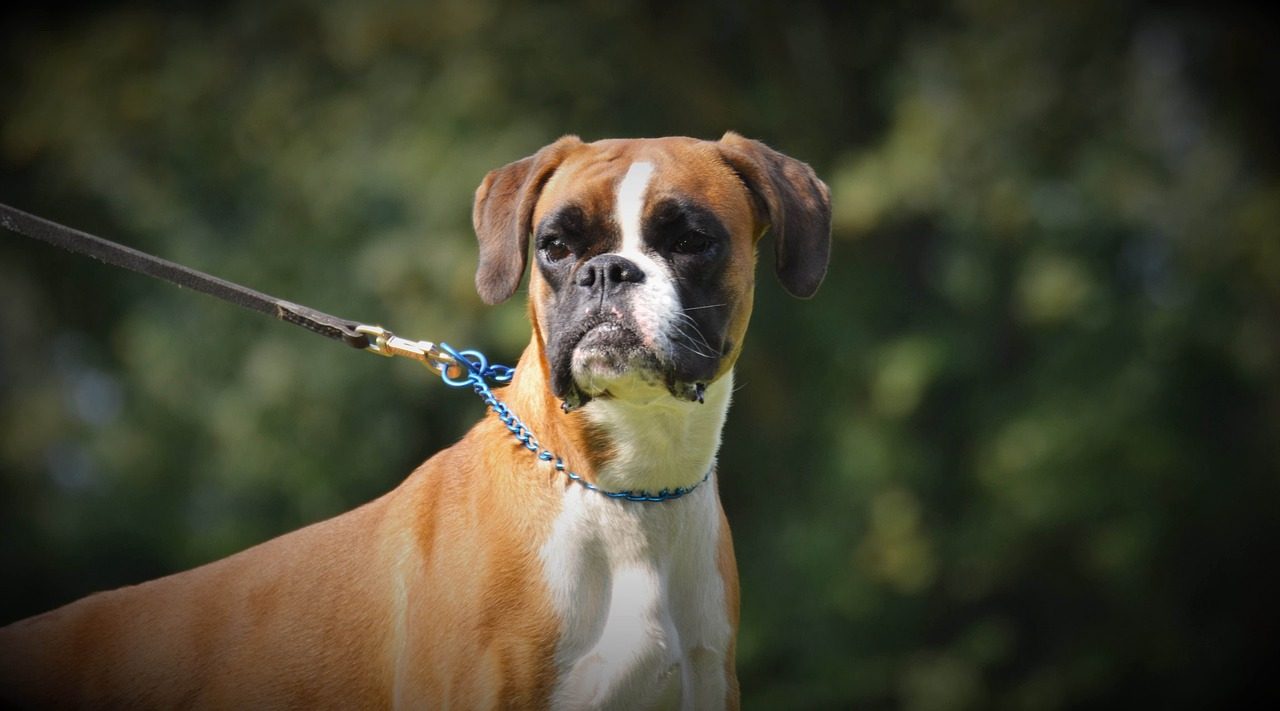 boxer, german boxer, pet, animal, boxer dogs, dog look, portrait, dog eyes, boxer dog, domestic animal, dog