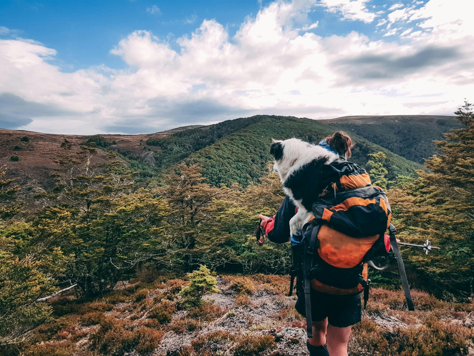 a person with a backpack and a dog on a mountain