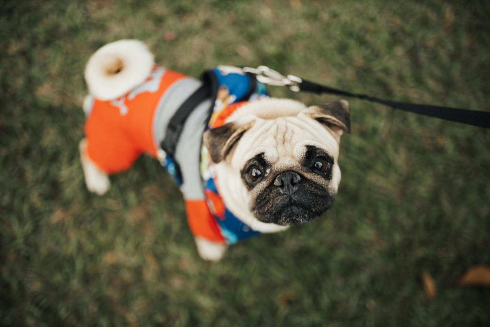 Charming pug in colorful clothing on a leash enjoying a day in the park.
