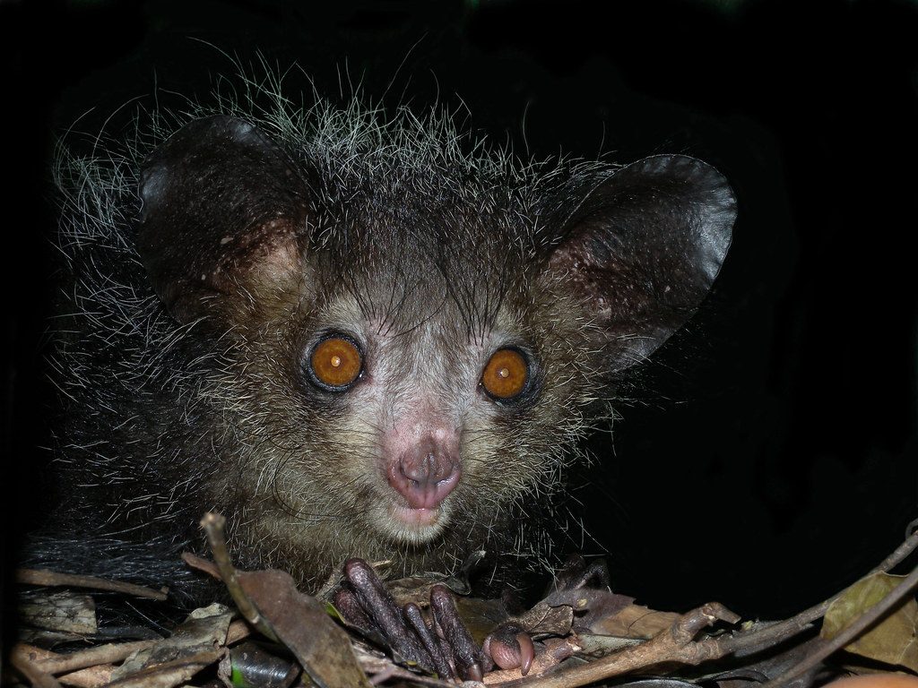 Aye-aye (Daubentonia madagascariensis), Tsimbazaza Zoo, Madagascar