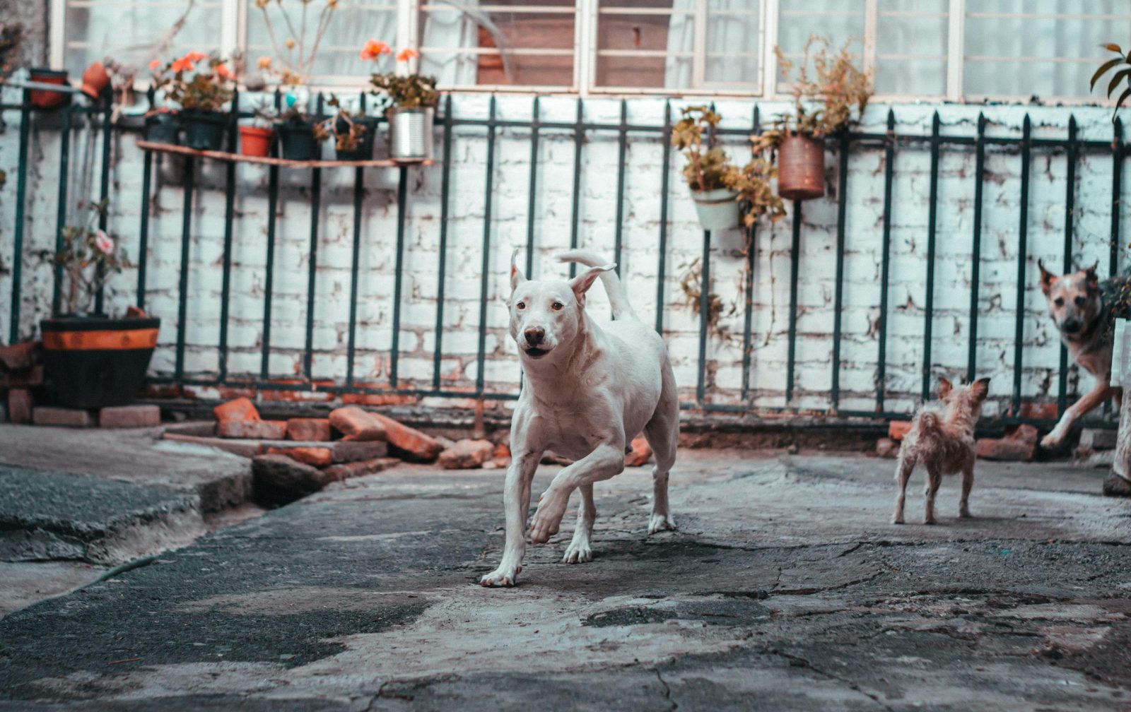 Three dogs playing in a backyard garden, showcasing lively and joyful pet behavior.