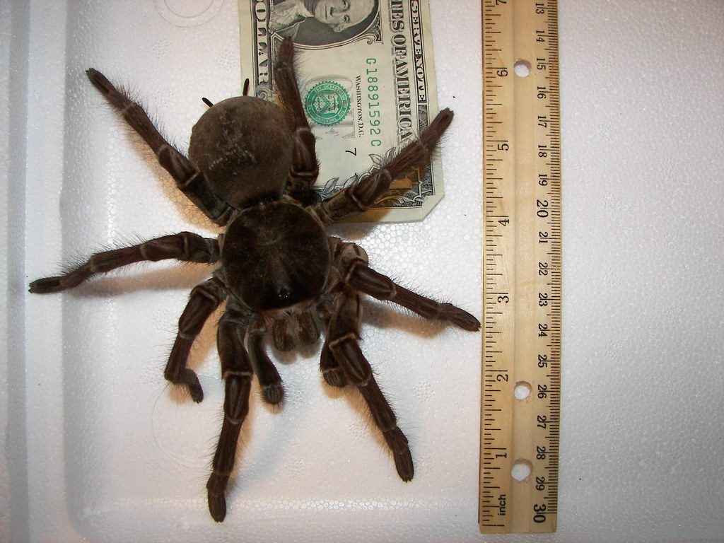 male goliath birdeater 111508 004