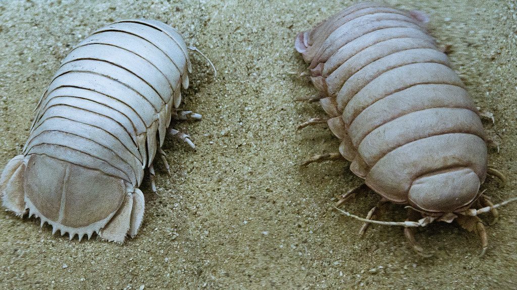 Giant Isopods