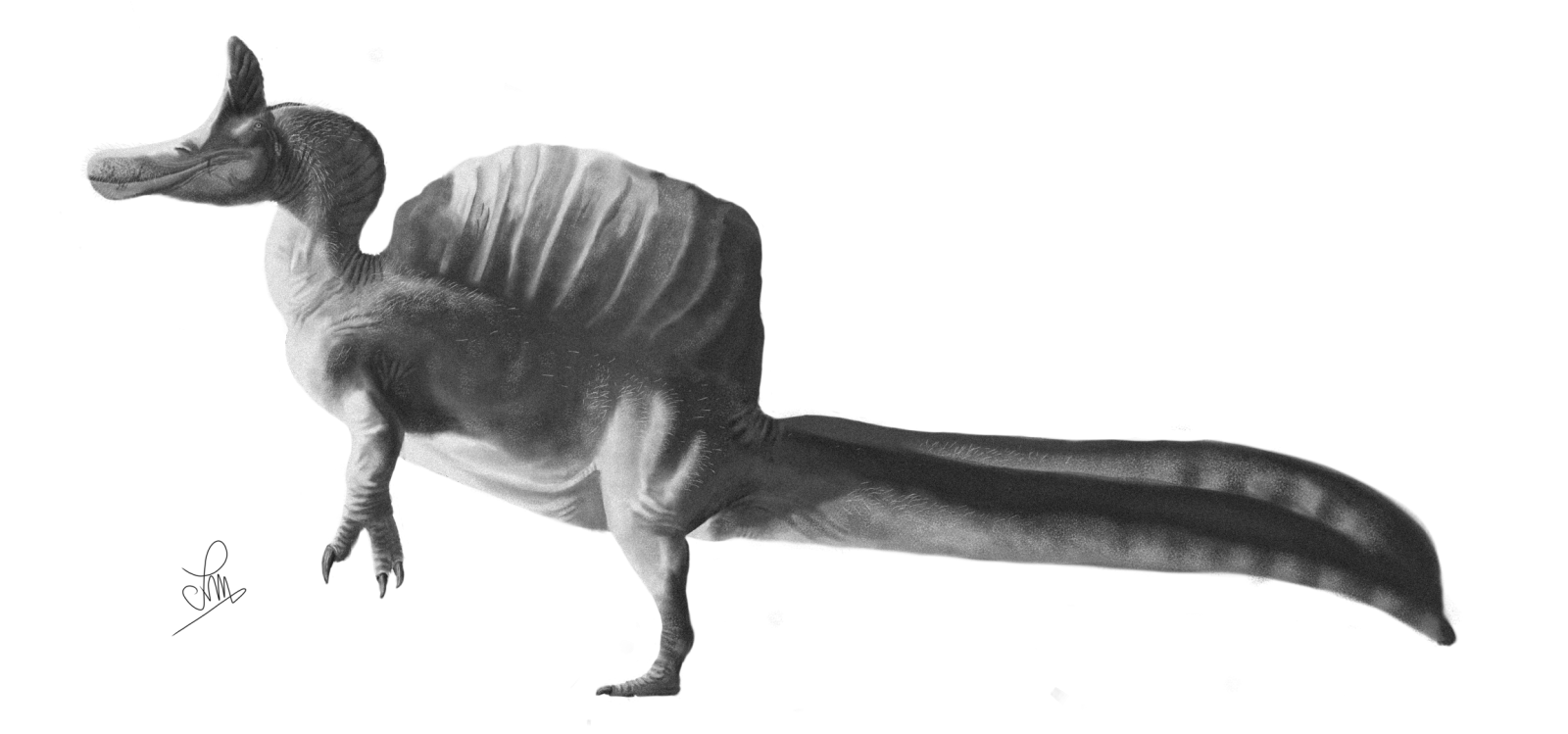 Spinosaurus mirabilis (71000)