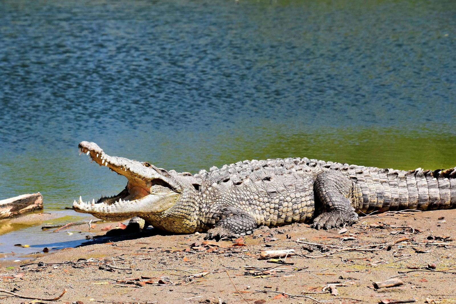 Henry The Centenarian Crocodile