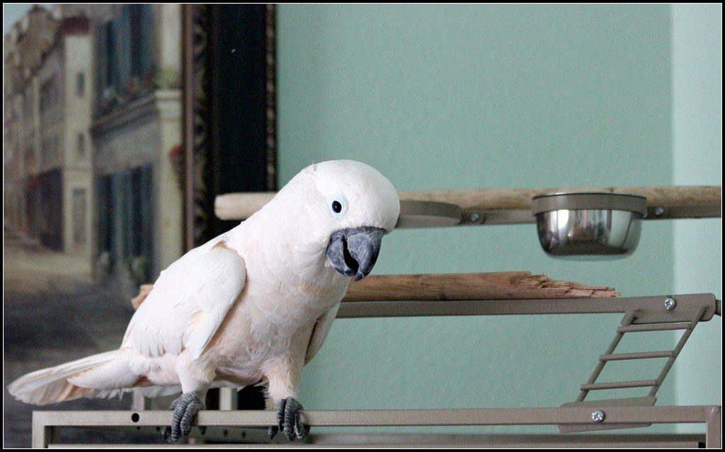 Moluccan Cockatoo