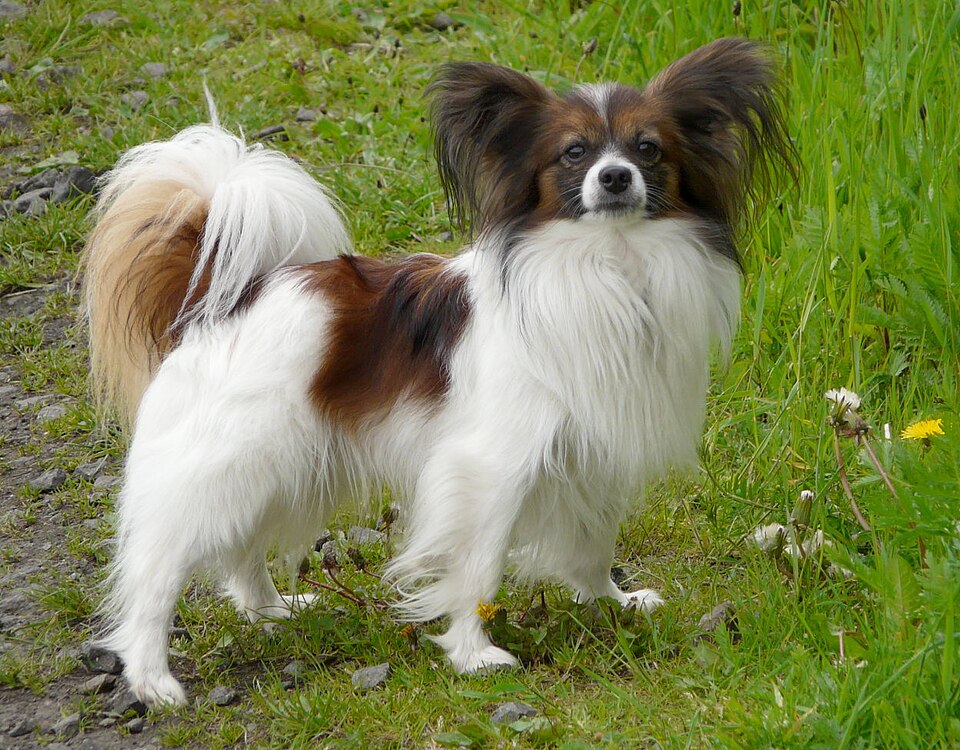 Papillon sub-type, with upright "butterfly" ears