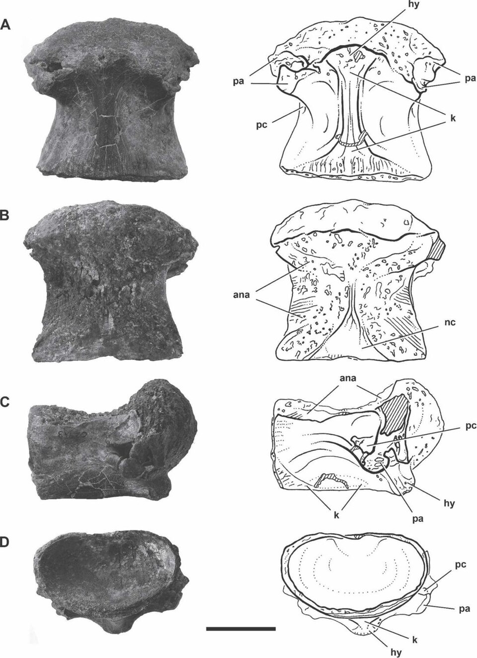 MNBH IGU11, a dorsal vertebral centrum referred to S. mirabilis