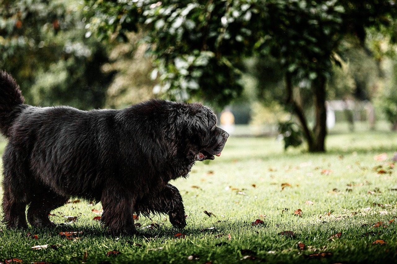 newfoundland dog, dog, pet, terranova, black dog, animal, nature, domestic, canine, mammal, cute, outdoors, field