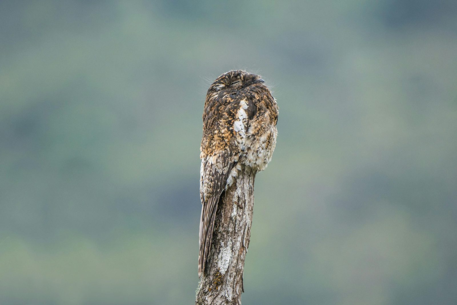 Andean Potoo expertly camouflaged on a tree branch in lush Guasca, Colombia.