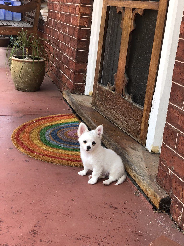 Tiny dog sitting at front door.