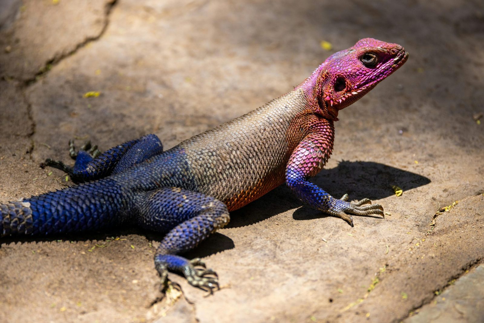 Vibrant Mwanza Flat-Headed Rock Agama basking in the sun on a rock surface.