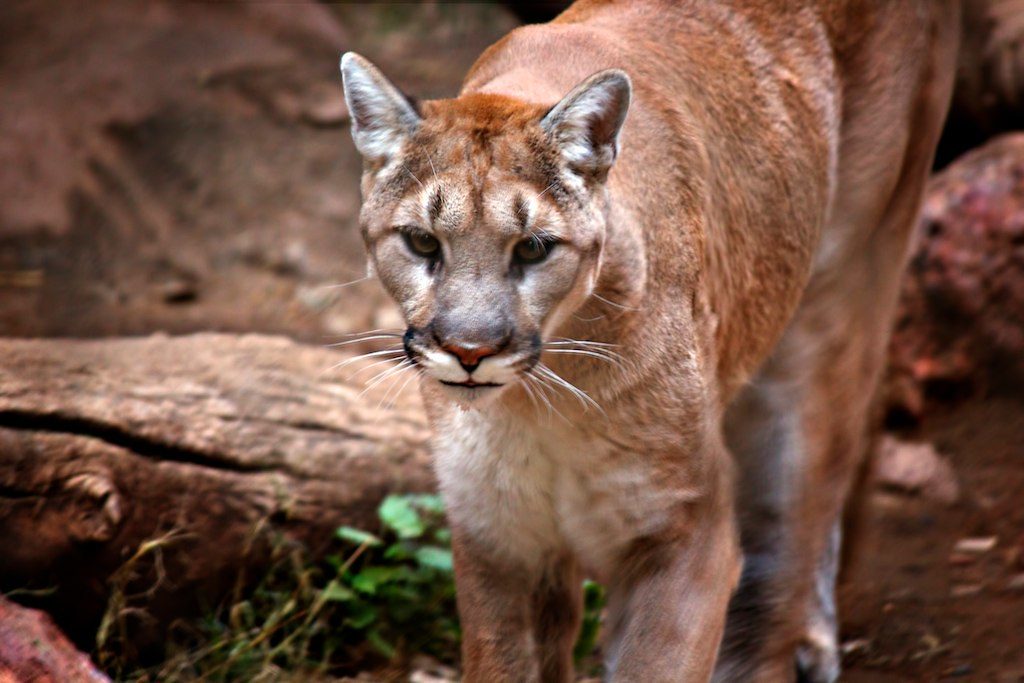 The Lion of the Mountain