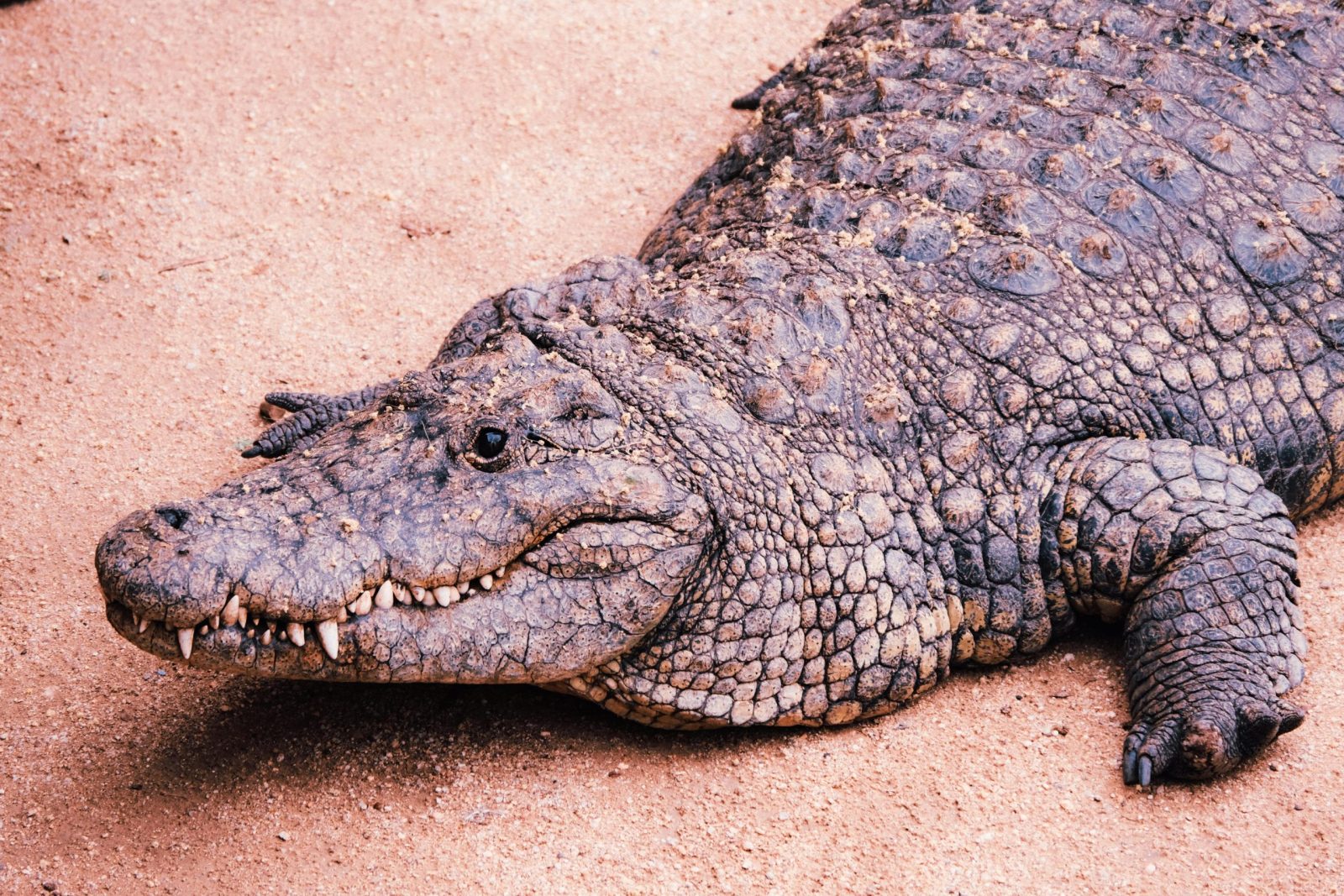 Big Daddy At Mamba Village