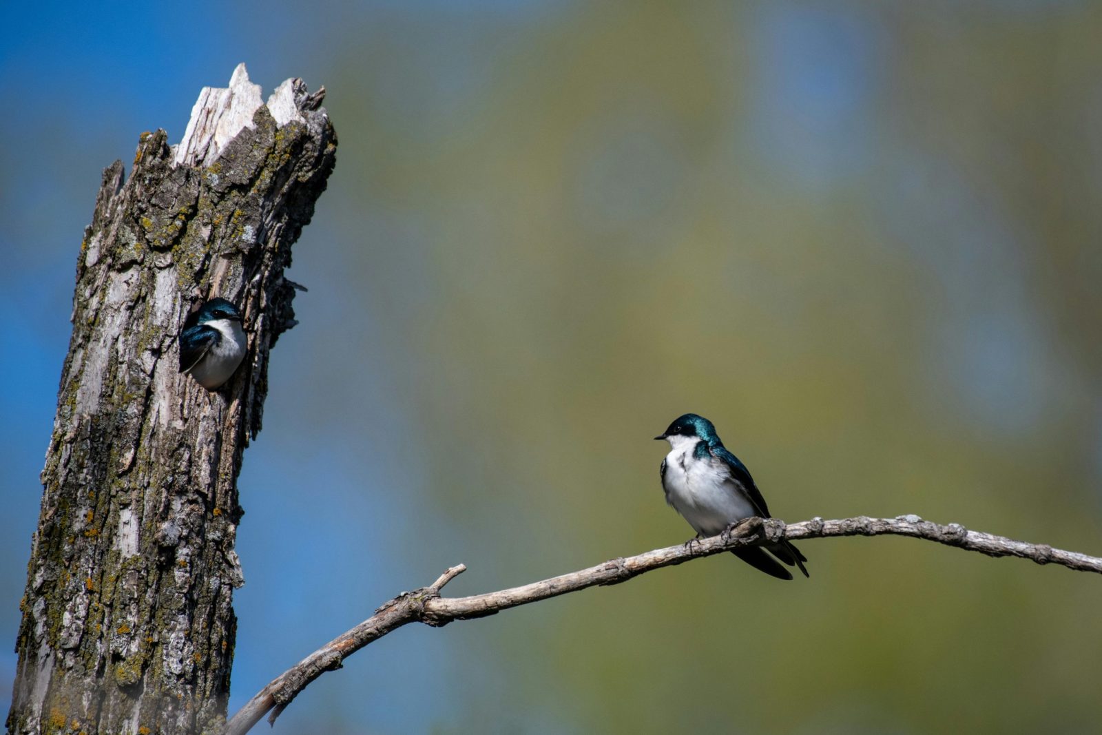 Two swallows perched on branches in a forest setting, showcasing wildlife behavior.