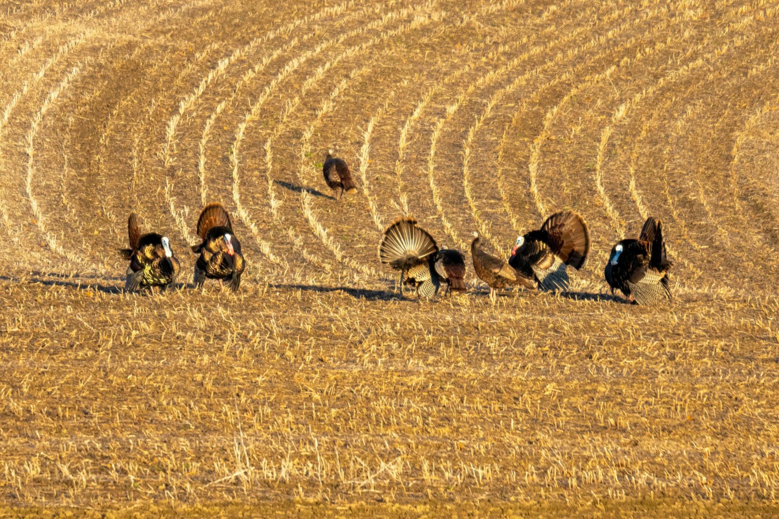 Wisconsin Flocks Wild Turkey