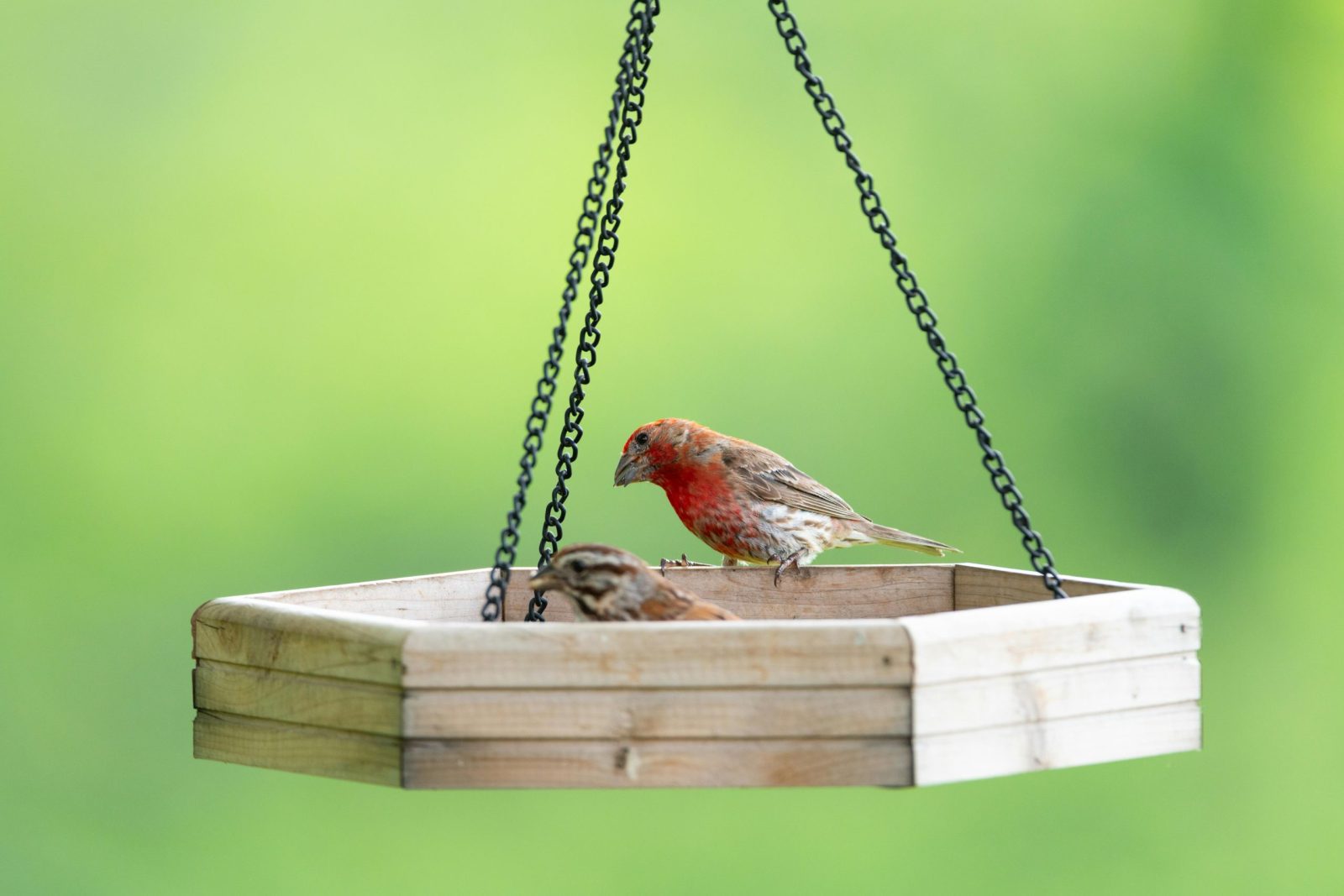 Two colorful house finches perched on a hanging bird feeder against a soft green background.