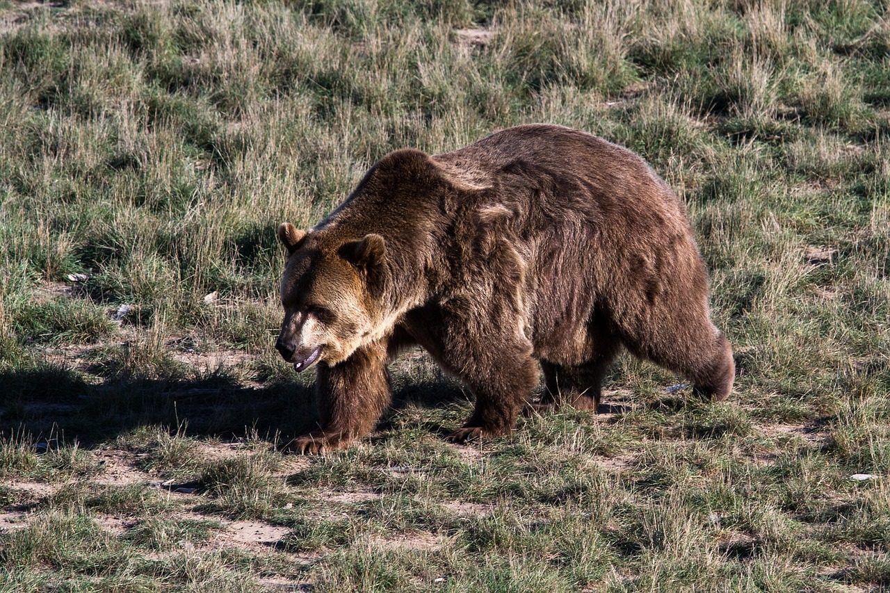 grizzly bear