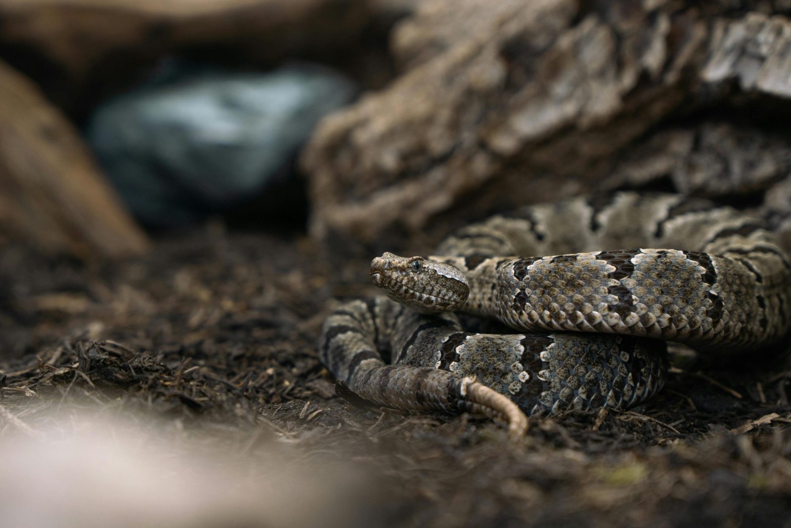 A detailed view of a rattlesnake coiled on the forest floor, showing texture and patterns.