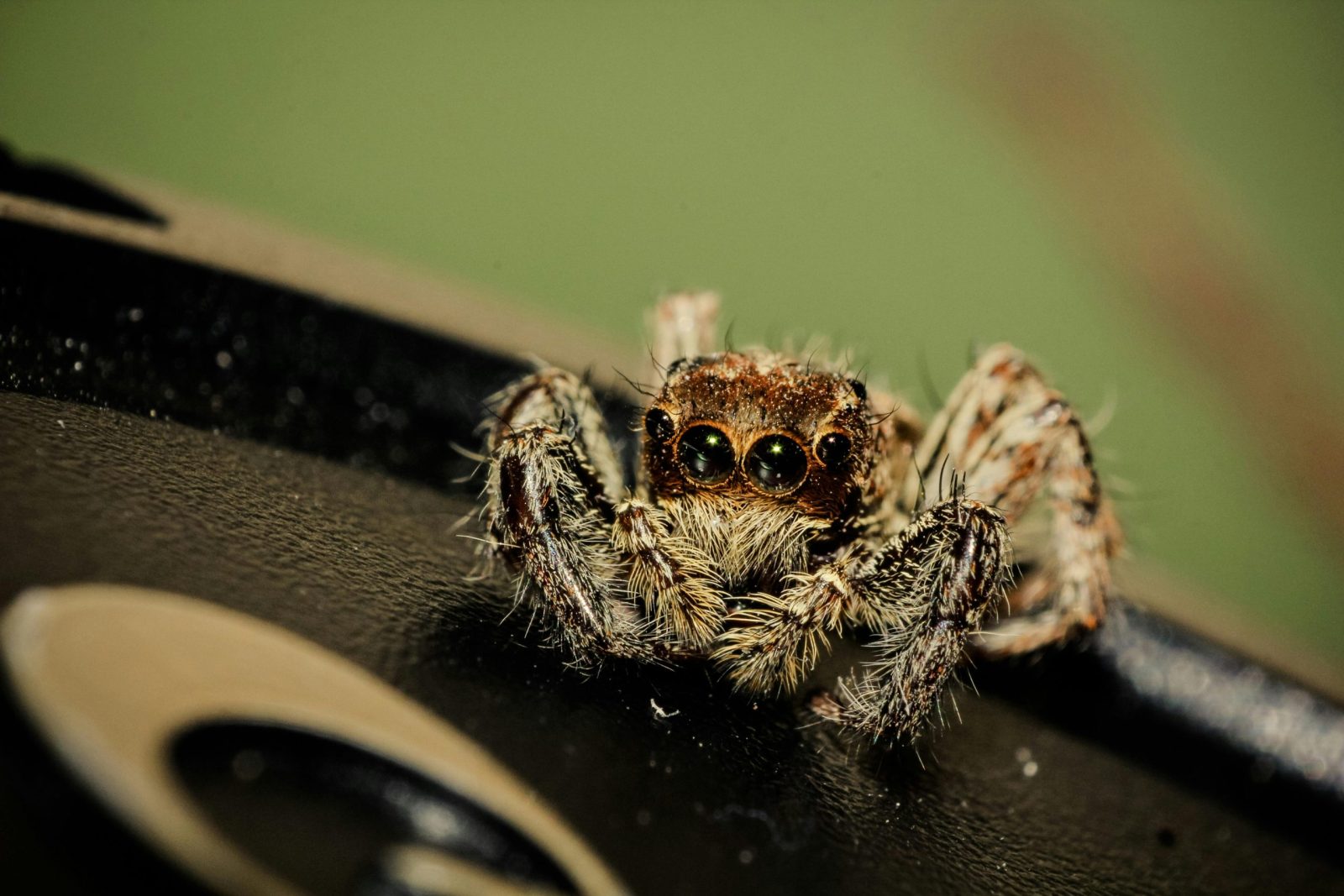 Detailed macro photograph of a hairy jumping spider showcasing its intricate features.