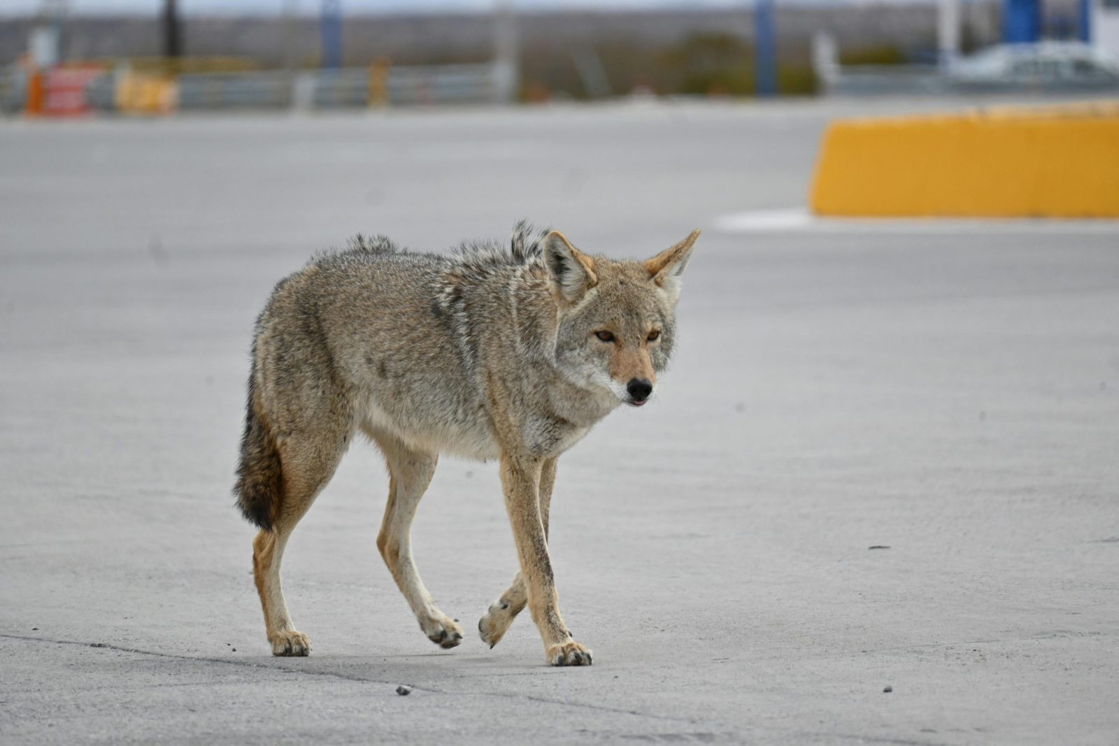 A coyote walks across an empty urban parking lot, blending wildlife with city life.