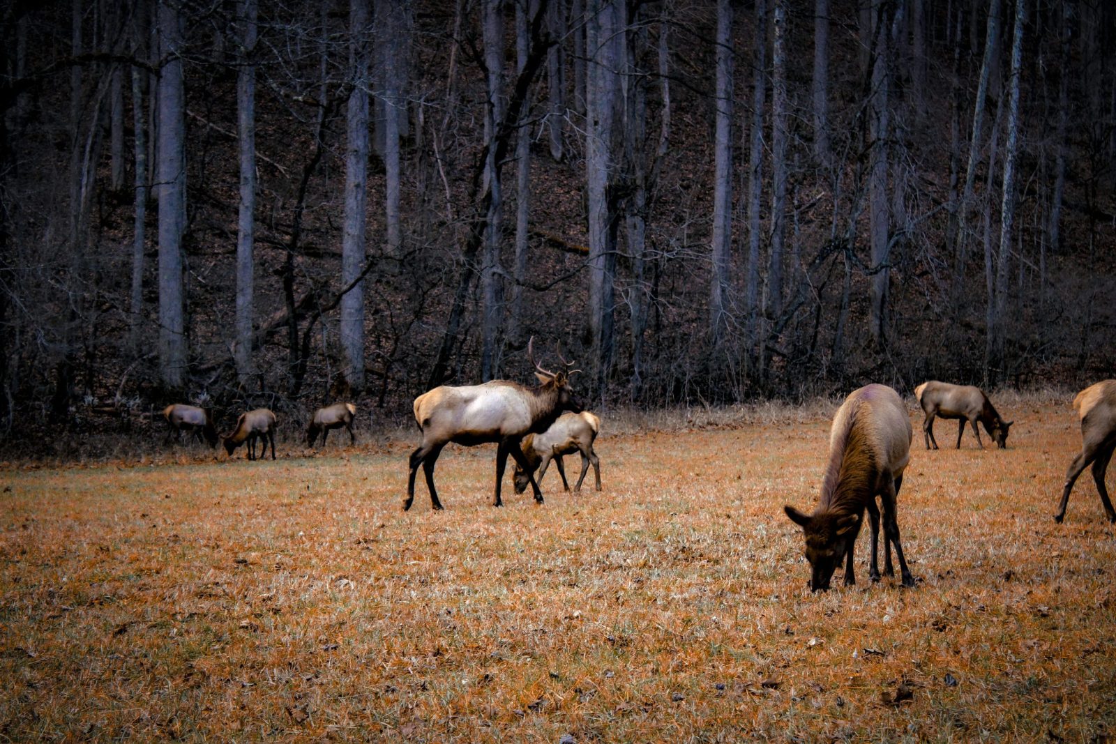 Elk in Michigan