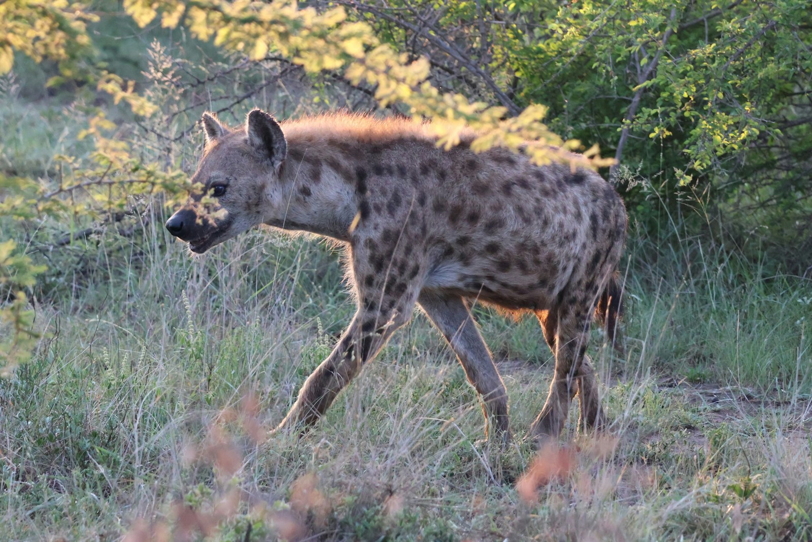 Spotted Hyena