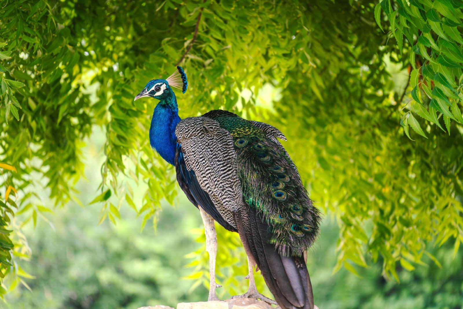 Beautiful peacock 