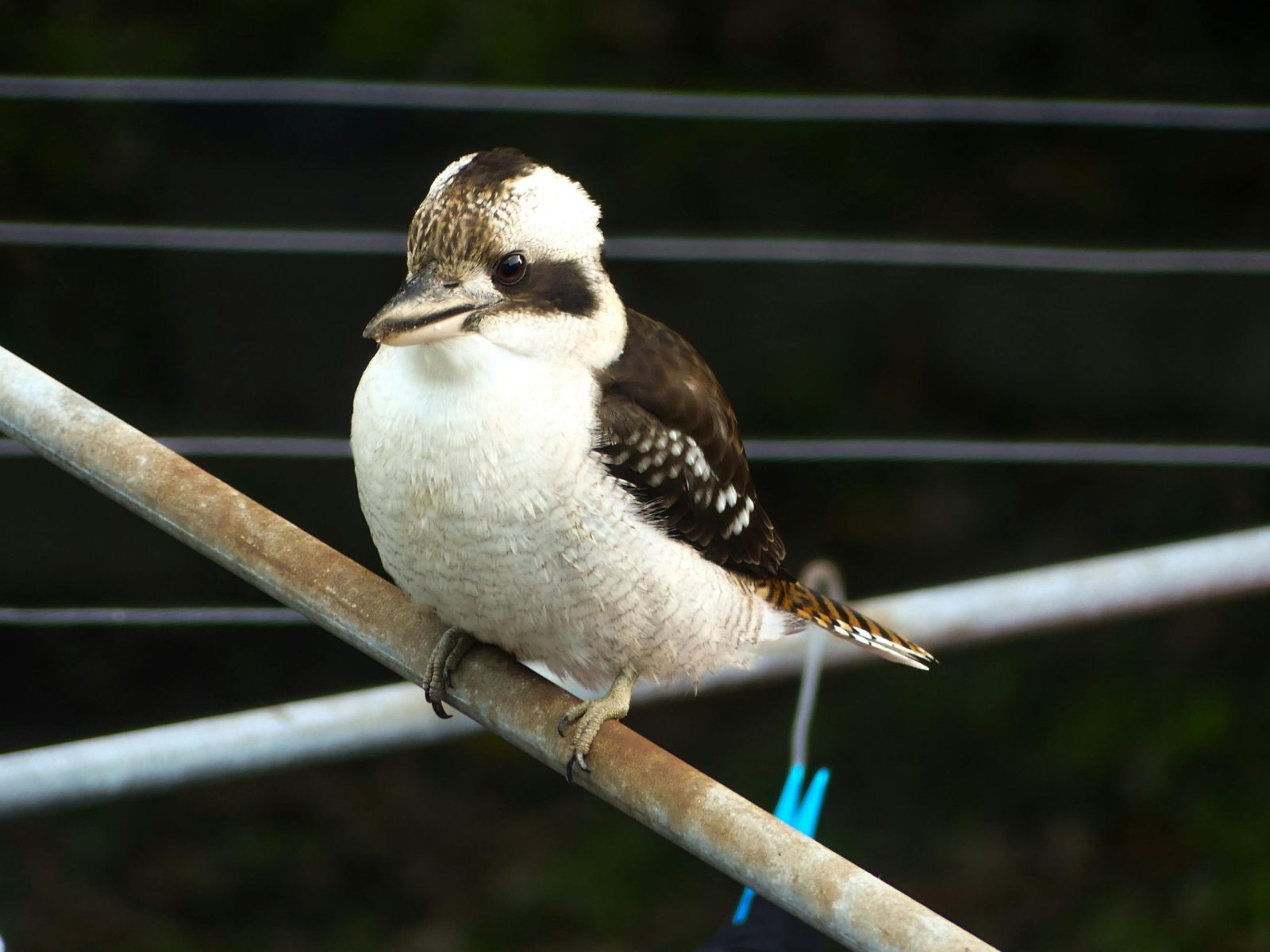 Laughing Kookaburra