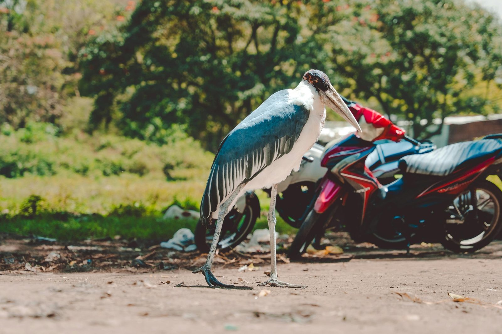 Marabou stork standing near motorcycles in Ethiopia, showcasing wildlife and urban interaction.