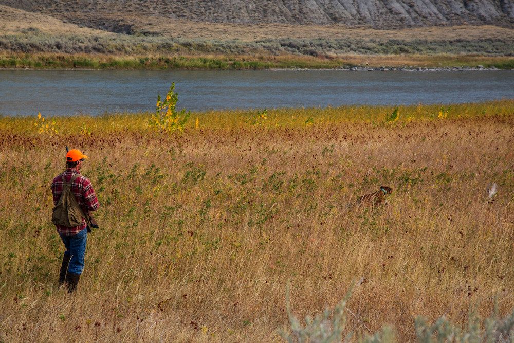 Pheasant Hunt, Upper Missouri River Breaks National Monument