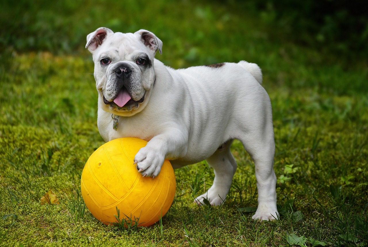 english bulldog, bulldog, nature, ball, dog, pet, white dog, canine, domestic, domestic dog, portrait, dog portrait, mammal, animal