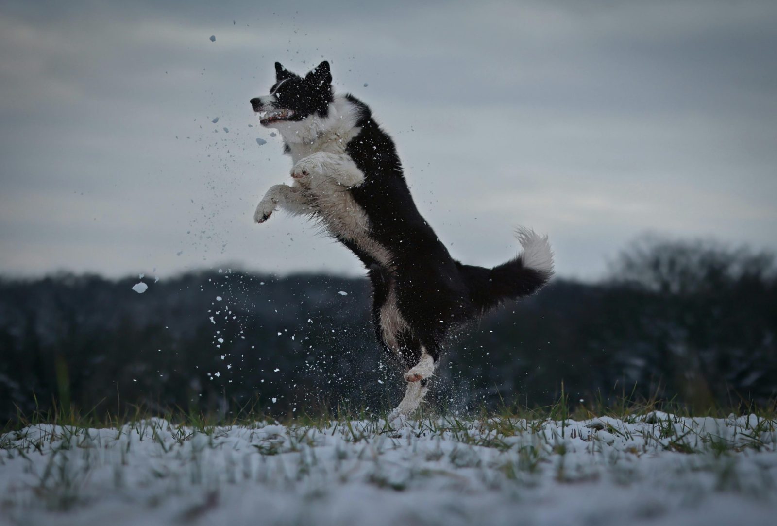 Border collie joyfully jumping in a snowy field, capturing playful winter energy.