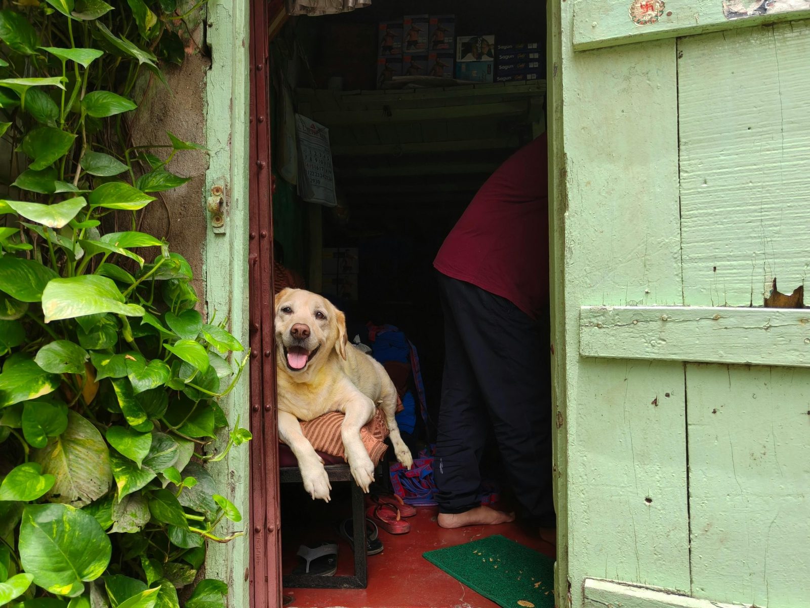 Dog staring at door