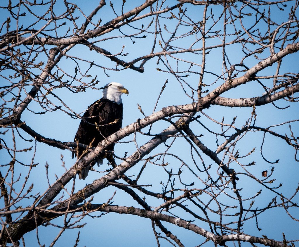 Bald Eagle in Minnesota