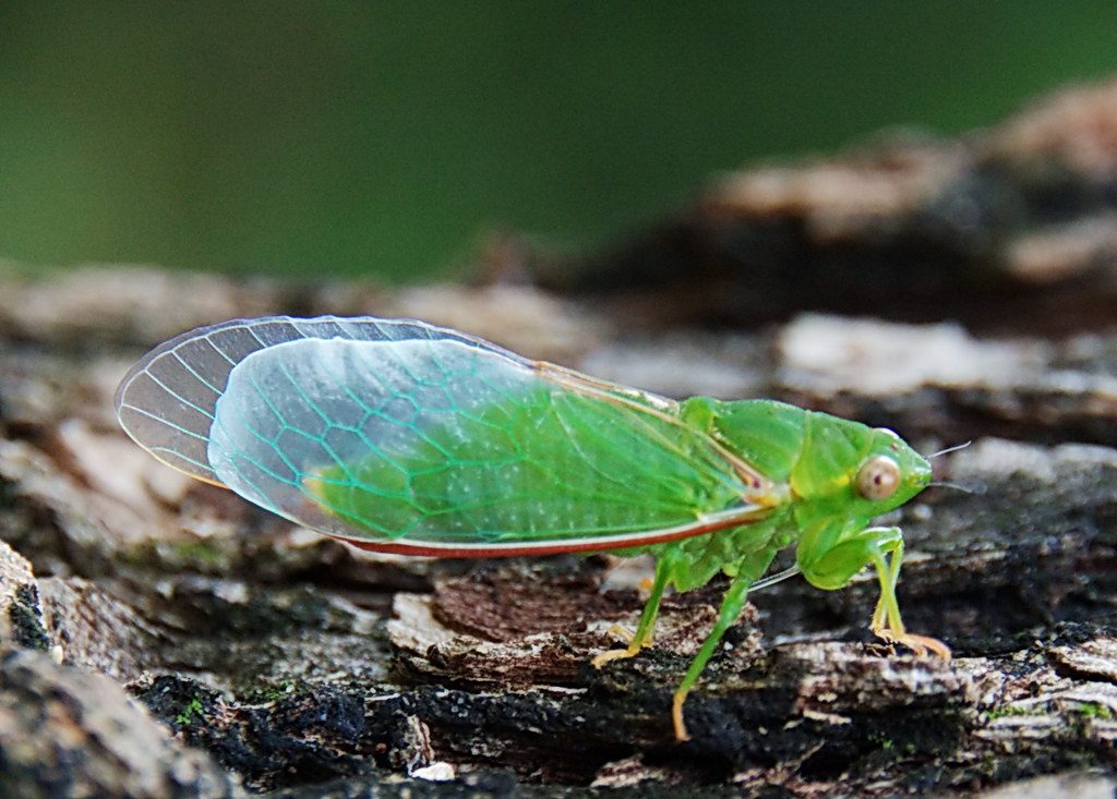 Green Grocer Cicada
