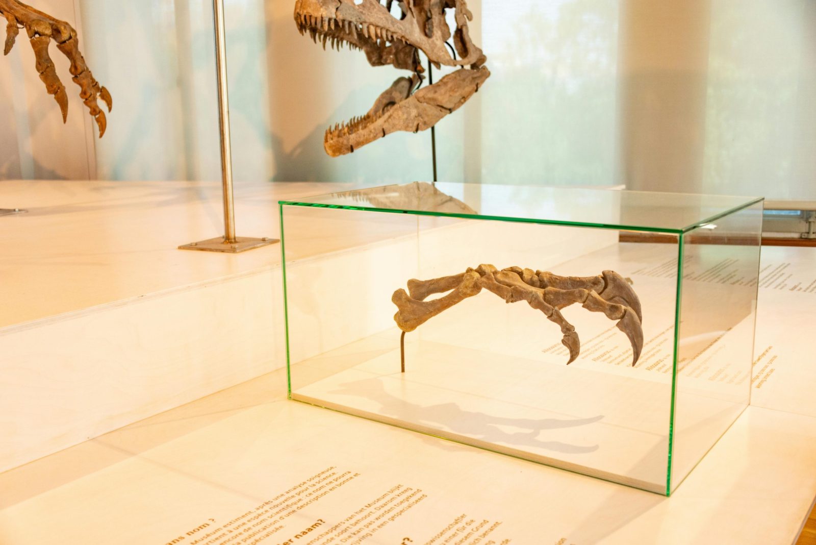 Close-up of dinosaur claw and teeth fossils in glass displays at a natural history museum.