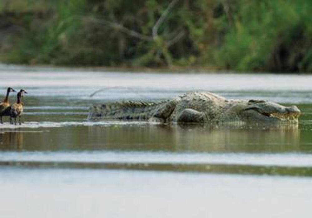 NationalGeo- Gustave croc